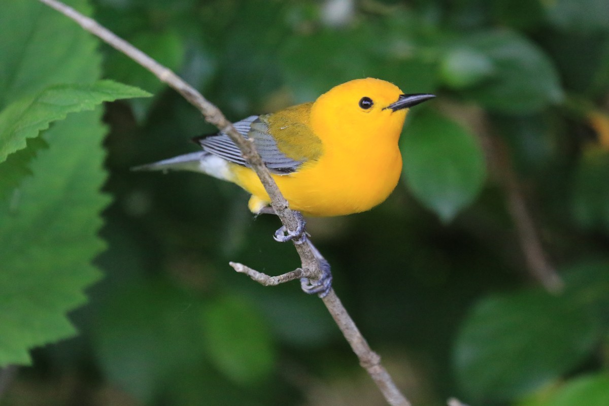 Prothonotary Warbler - Jennifer Allison