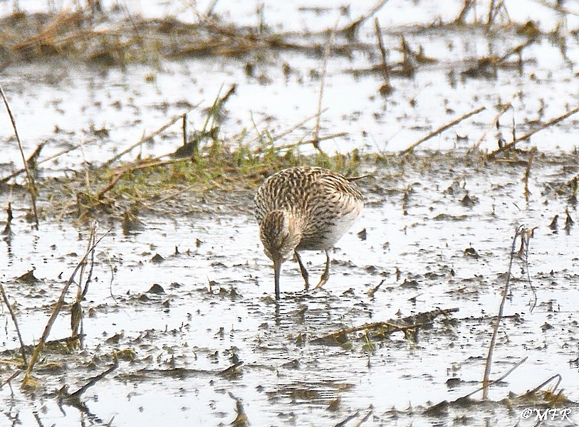 Pectoral Sandpiper - ML619655330