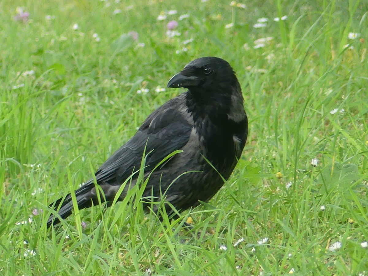 Carrion x Hooded Crow (hybrid) - ML619655332