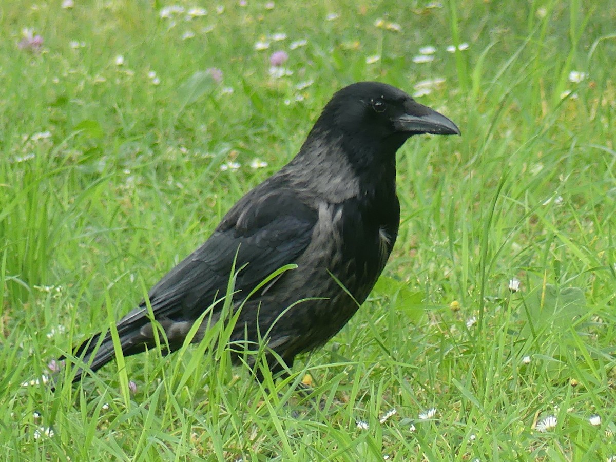 Carrion x Hooded Crow (hybrid) - ML619655333