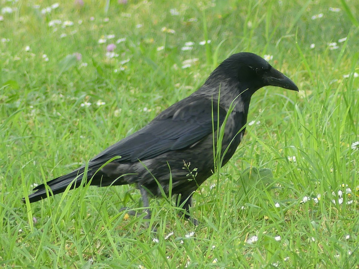 Carrion x Hooded Crow (hybrid) - ML619655335