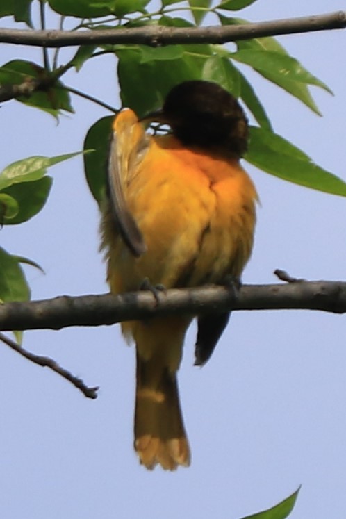 Baltimore Oriole - Jennifer Allison