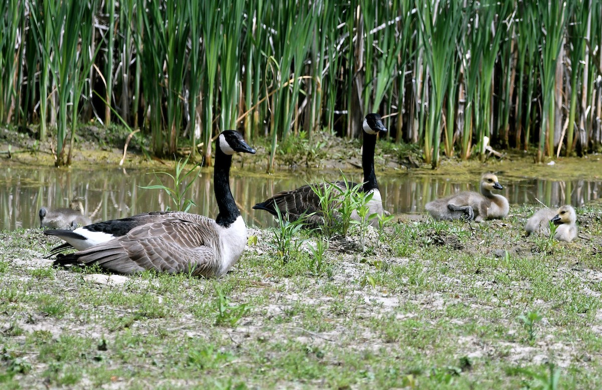 Canada Goose - jean pierre machet