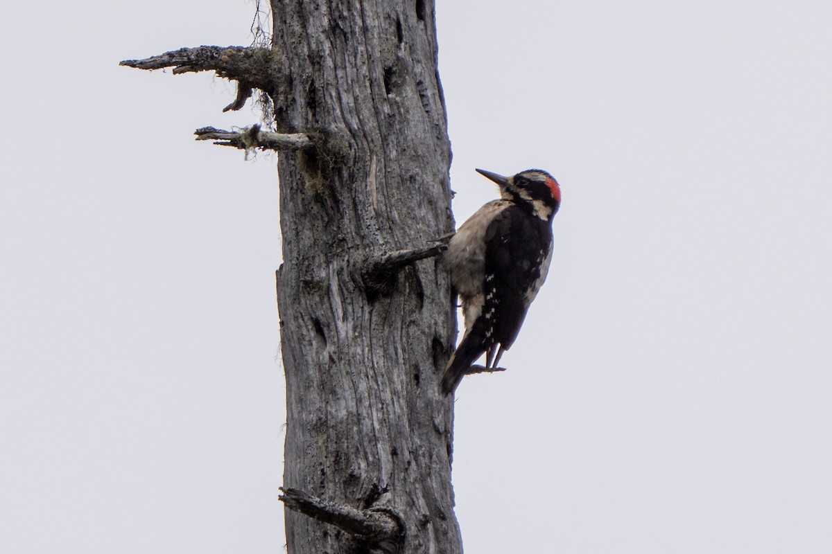 Hairy Woodpecker - Peter Lypkie