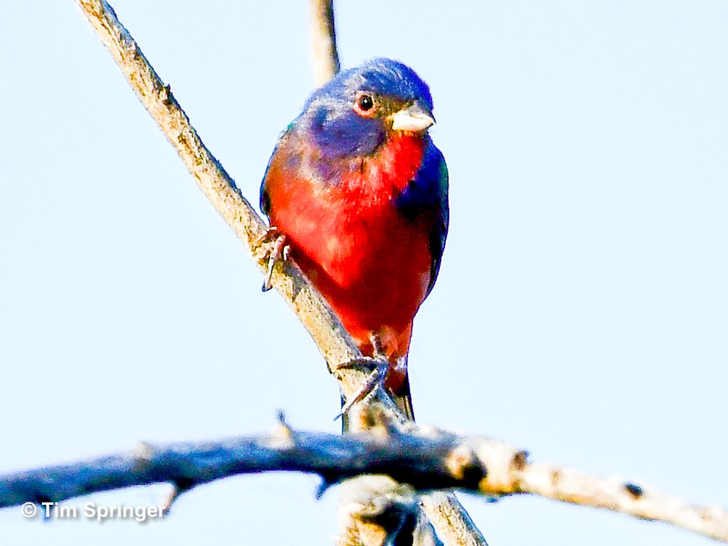 Painted Bunting - Tim Springer