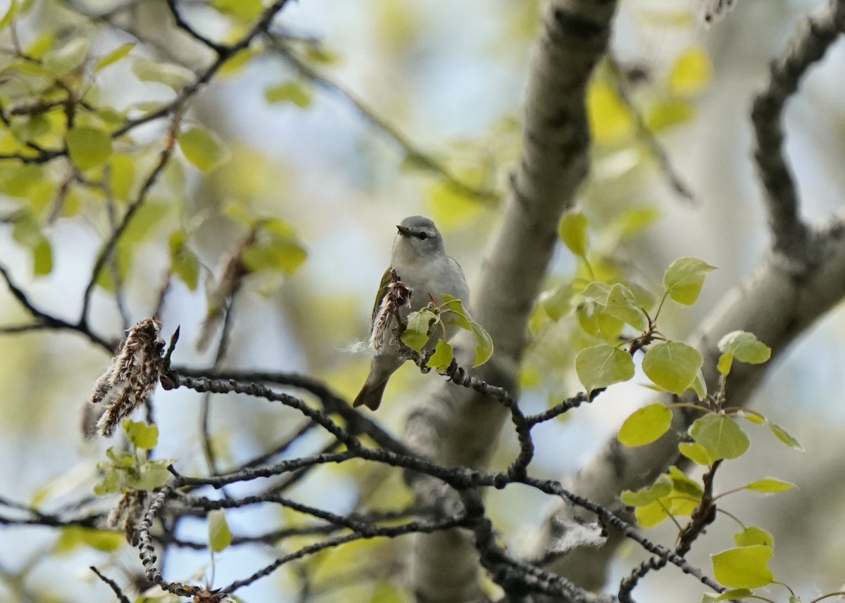 Tennessee Warbler - Pam Hardy