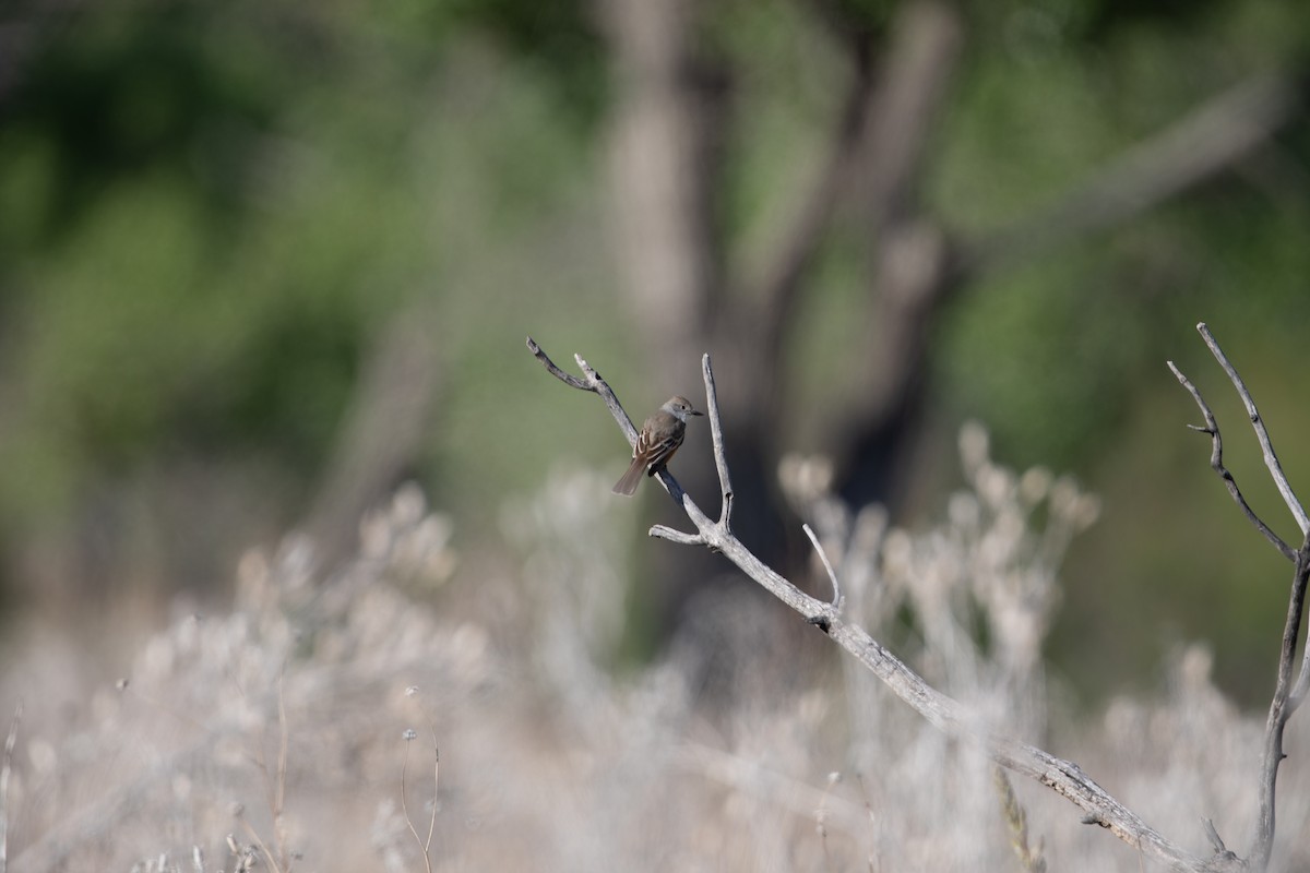 Ash-throated Flycatcher - ML619655357