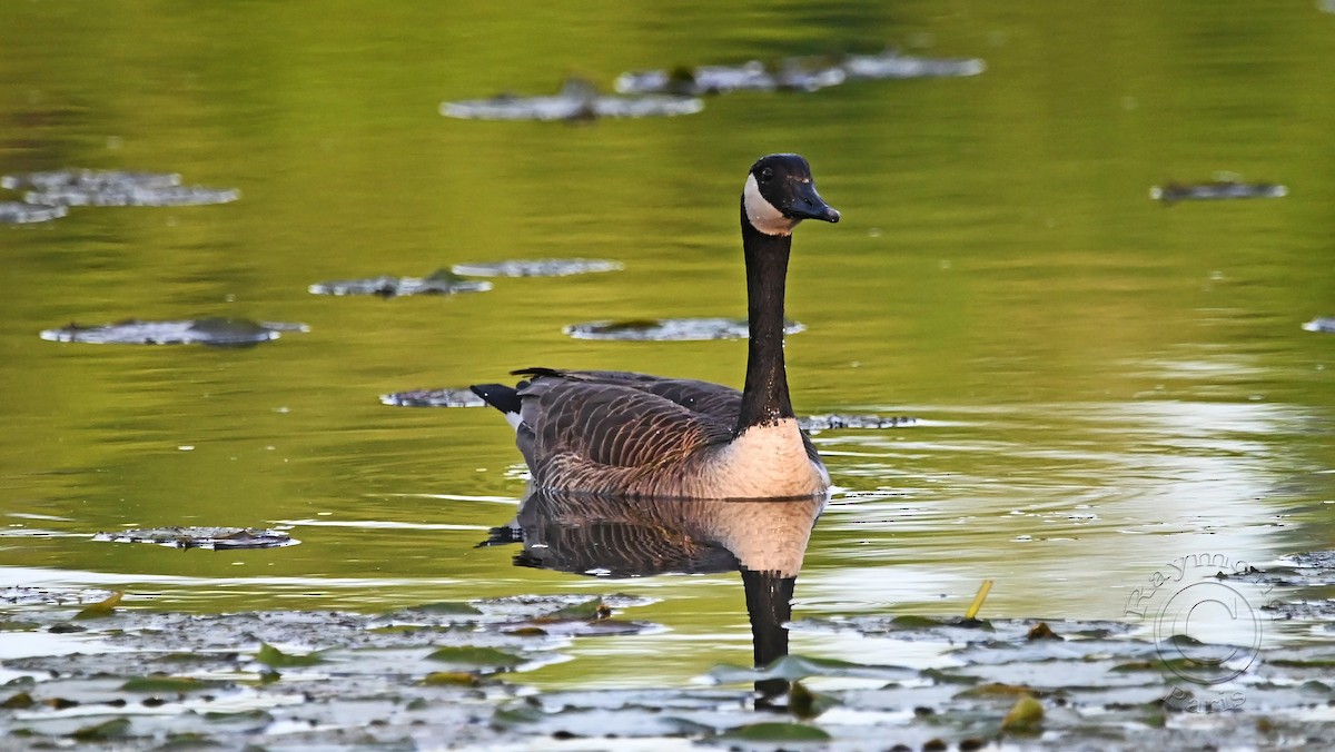 Canada Goose - Raymond Paris