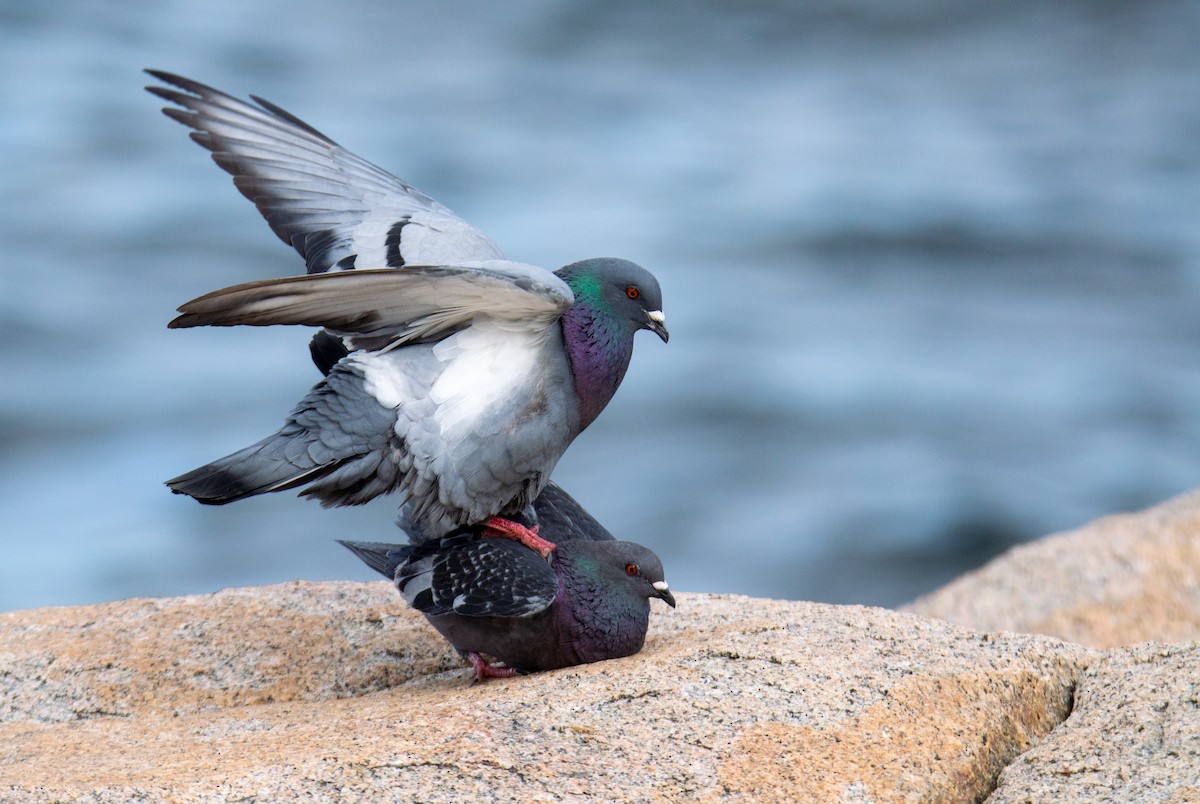 Rock Pigeon (Feral Pigeon) - Laurent Bédard