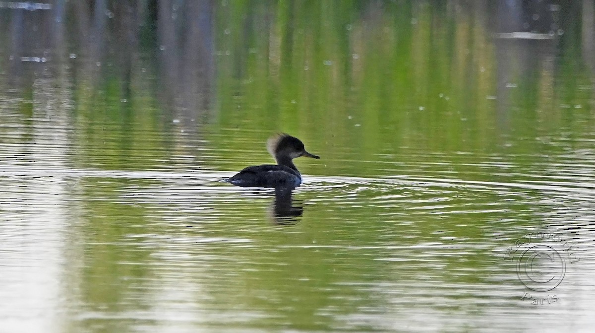 Hooded Merganser - Raymond Paris