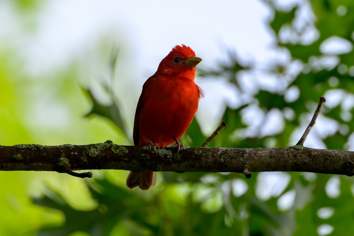 Summer Tanager - David Kirsch