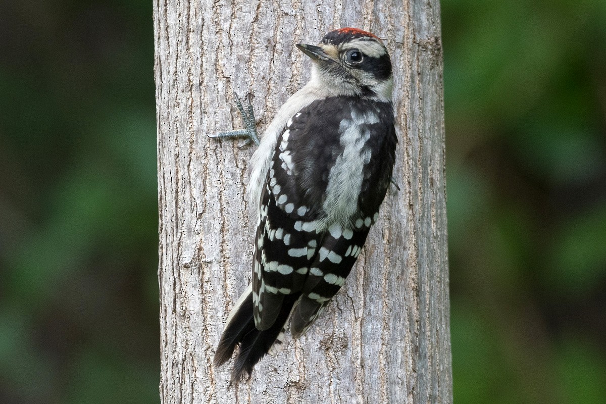 Downy Woodpecker - ML619655370