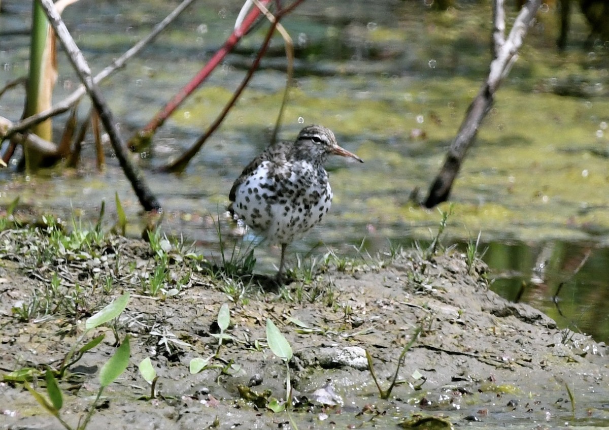 Spotted Sandpiper - jean pierre machet