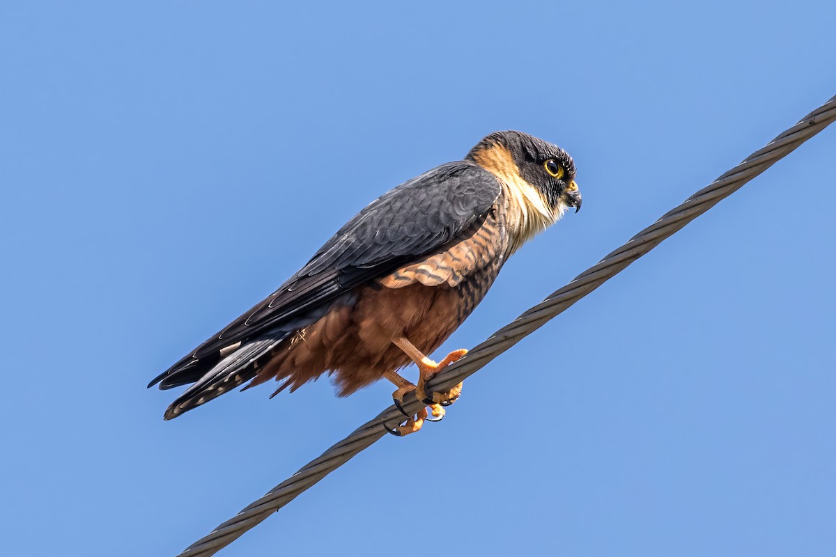 Bat Falcon - Jodi Boe