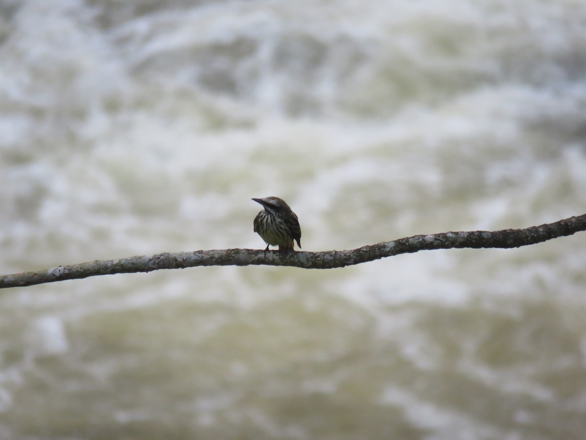 Sulphur-bellied Flycatcher - Sam Holcomb