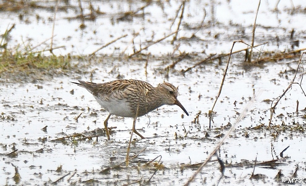 Pectoral Sandpiper - ML619655381