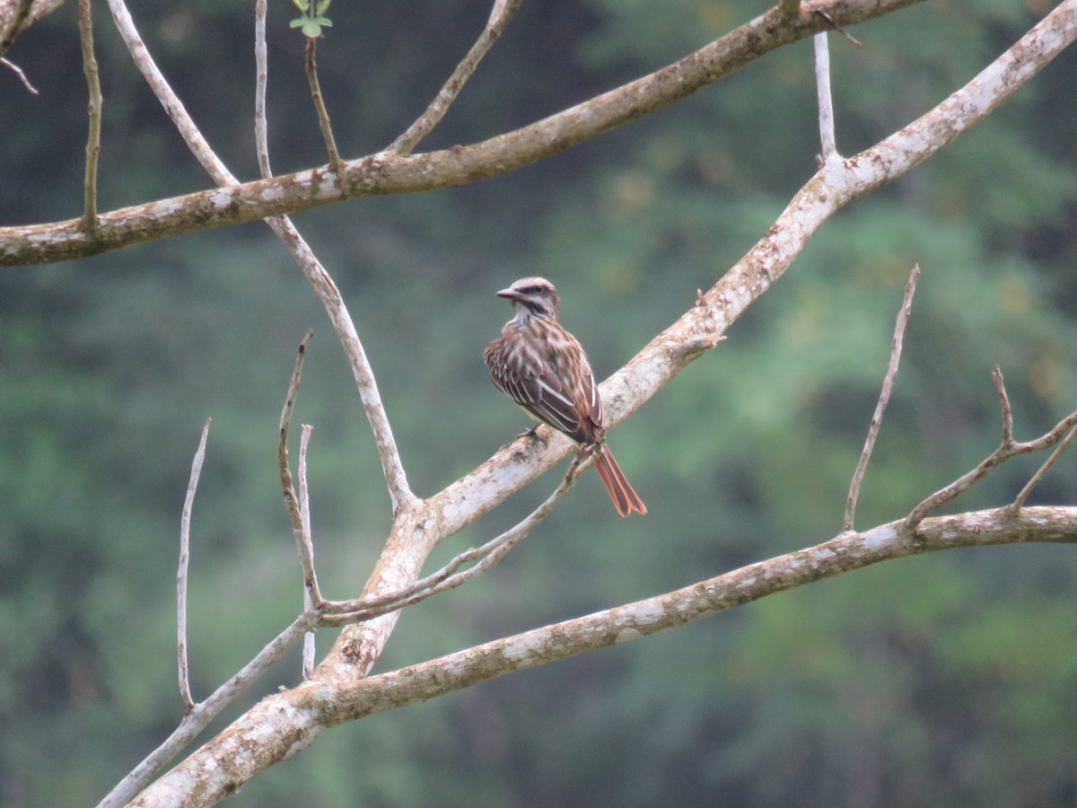 Sulphur-bellied Flycatcher - Sam Holcomb