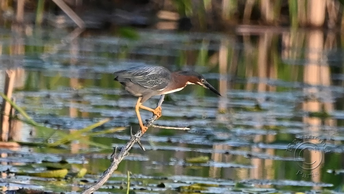 Green Heron - Raymond Paris