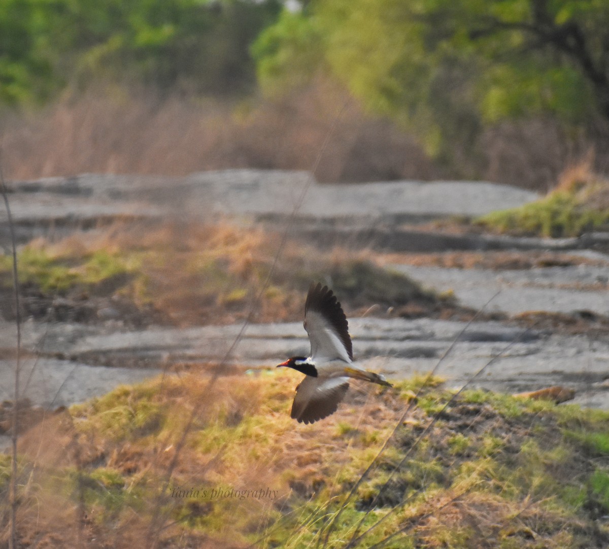 Red-wattled Lapwing - Tania De