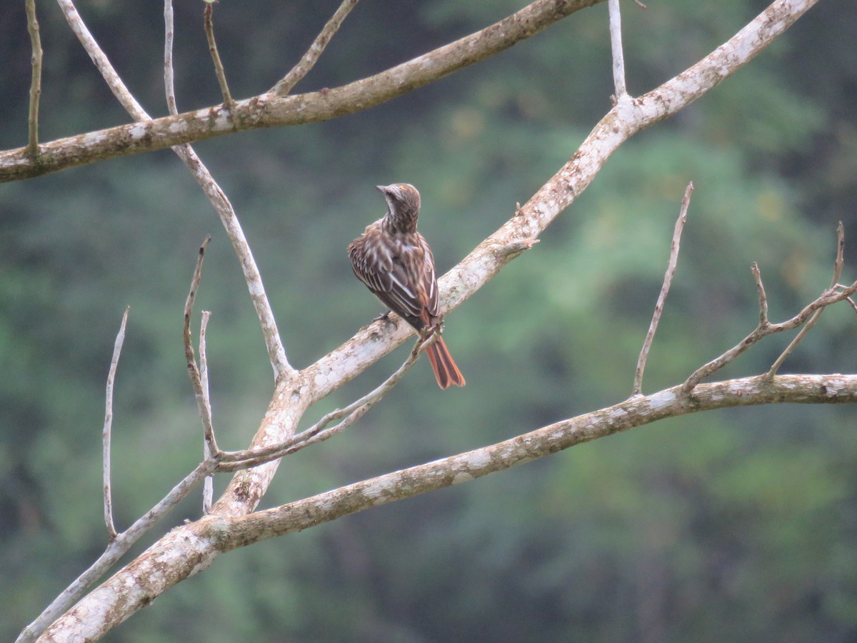 Sulphur-bellied Flycatcher - Sam Holcomb