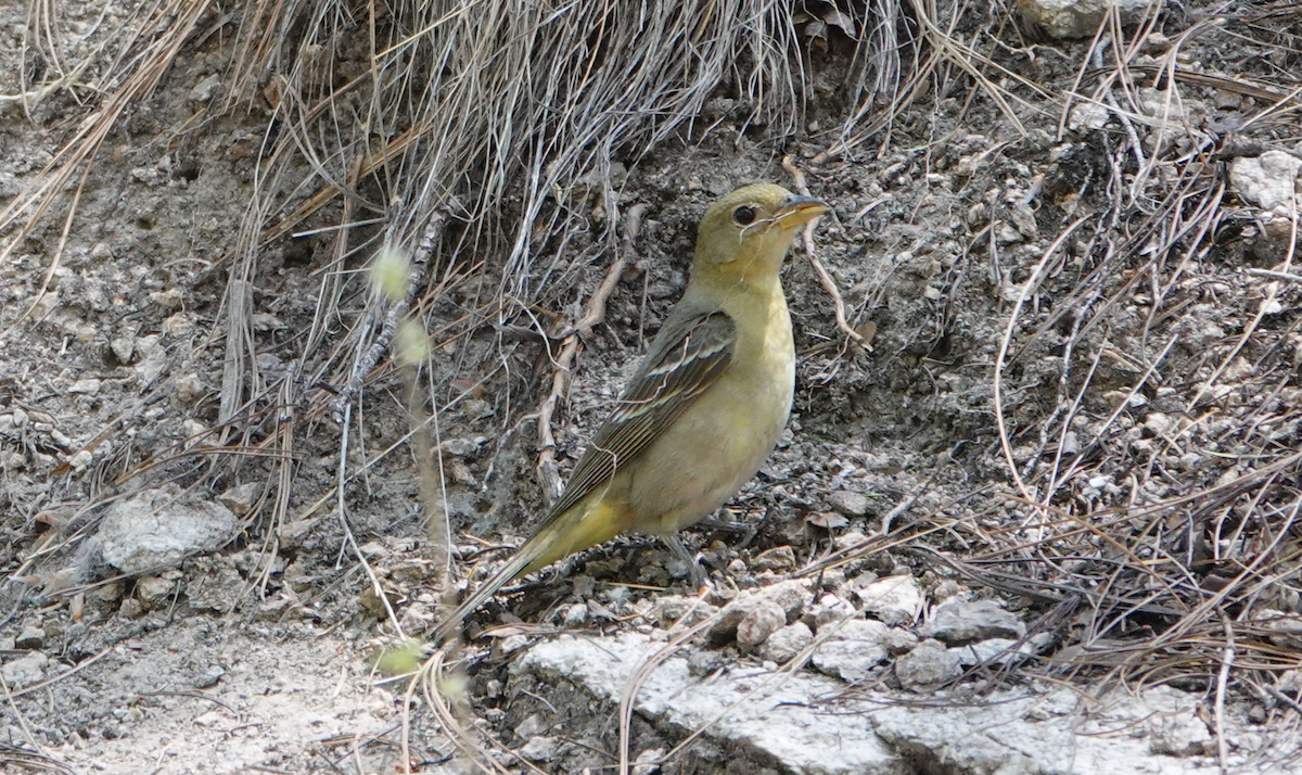 Western Tanager - William Boyes