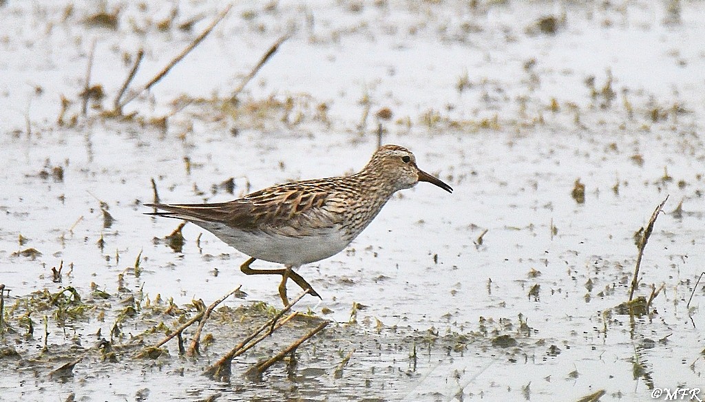 Pectoral Sandpiper - ML619655403