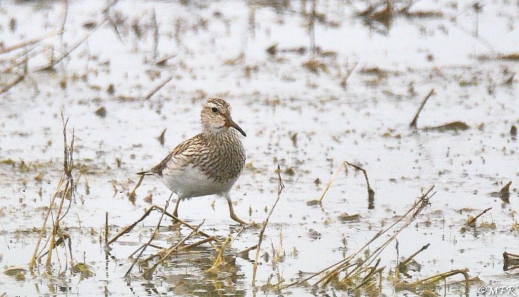 Pectoral Sandpiper - ML619655404