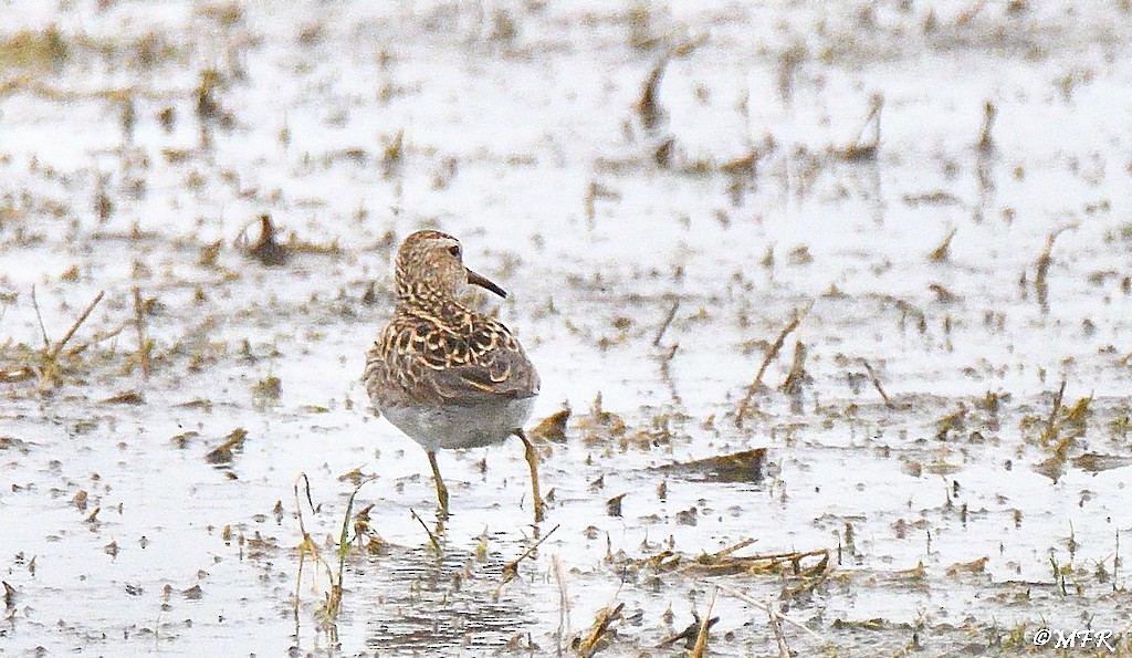 Pectoral Sandpiper - ML619655405