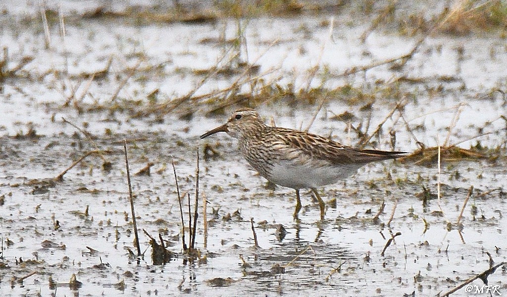 Pectoral Sandpiper - ML619655407