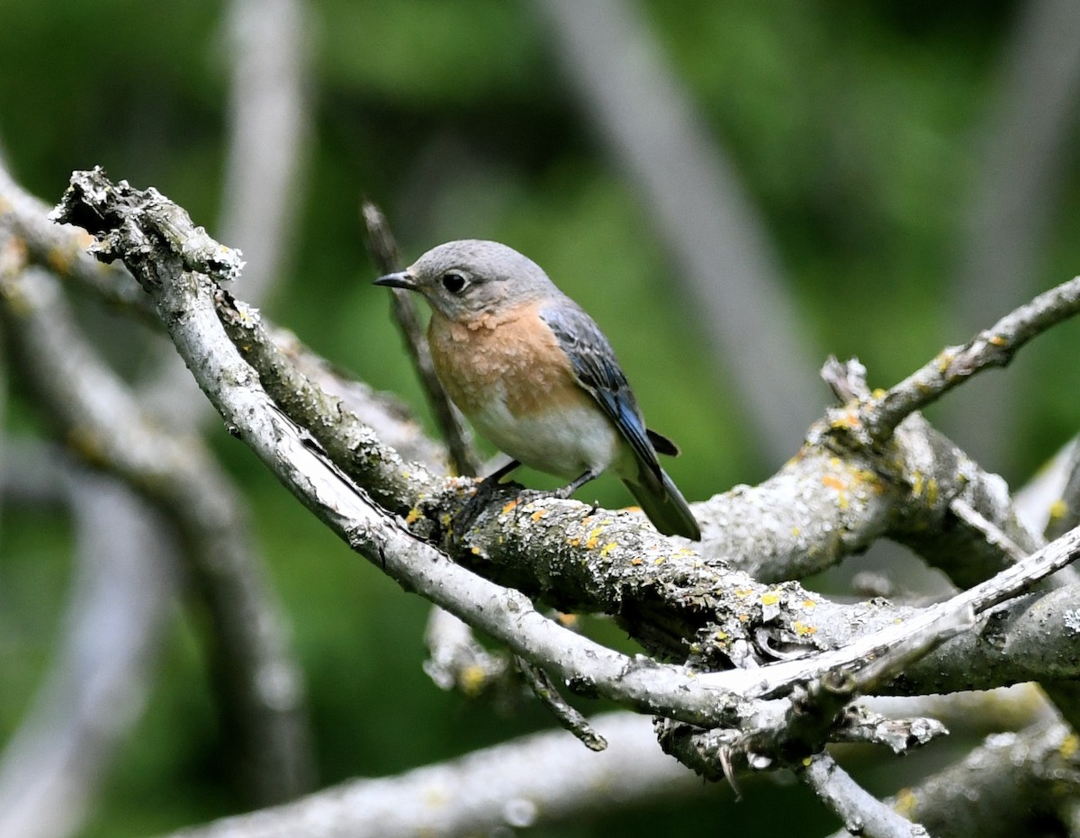 Eastern Bluebird - ML619655415