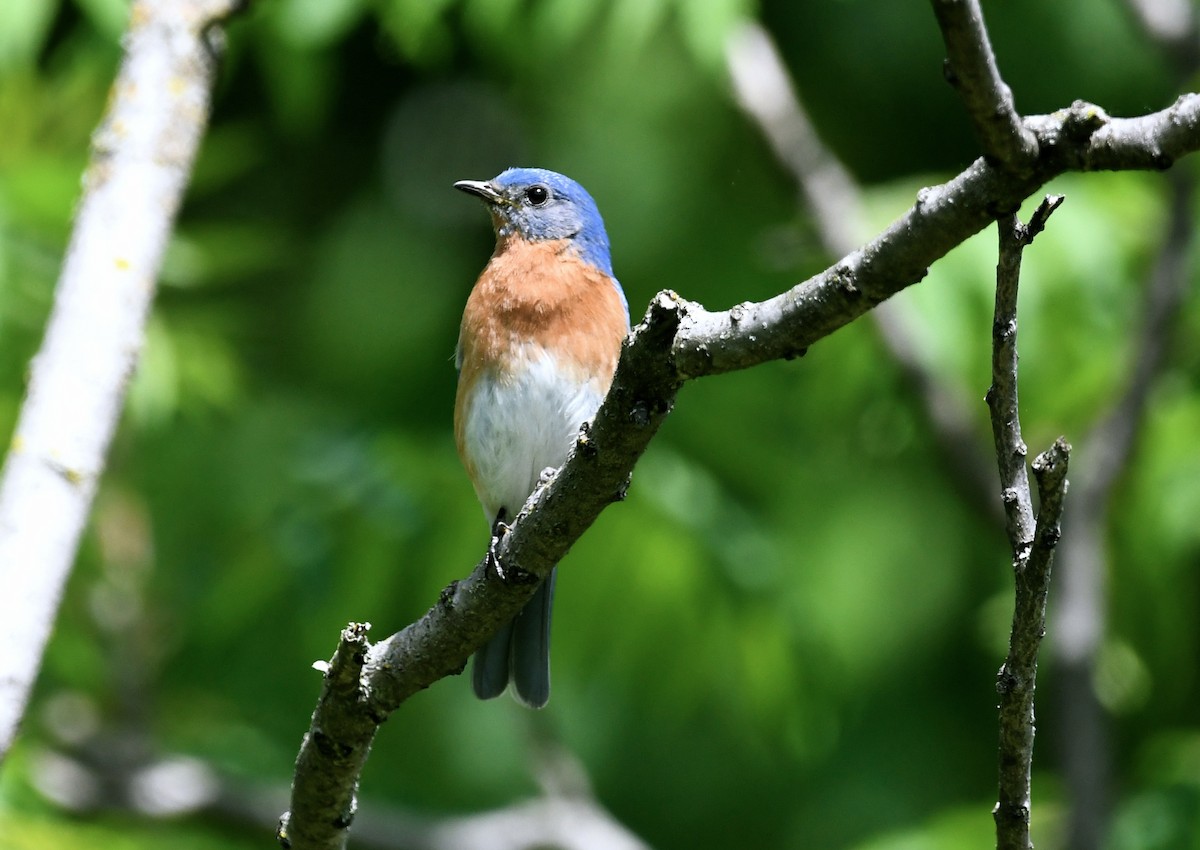 Eastern Bluebird - ML619655418