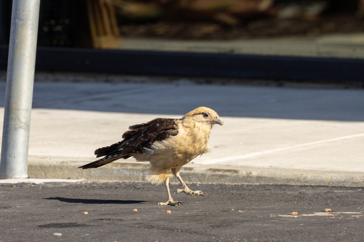 Yellow-headed Caracara - ML619655420