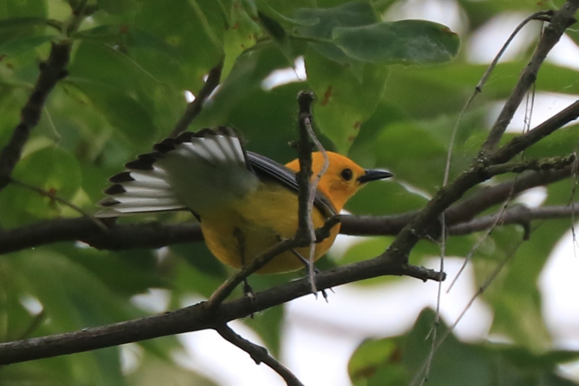 Prothonotary Warbler - Jennifer Allison