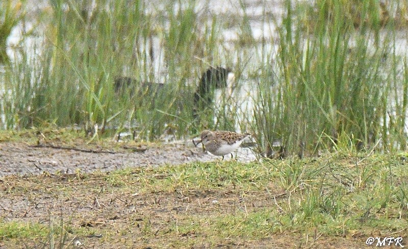 Temminck's Stint - ML619655438