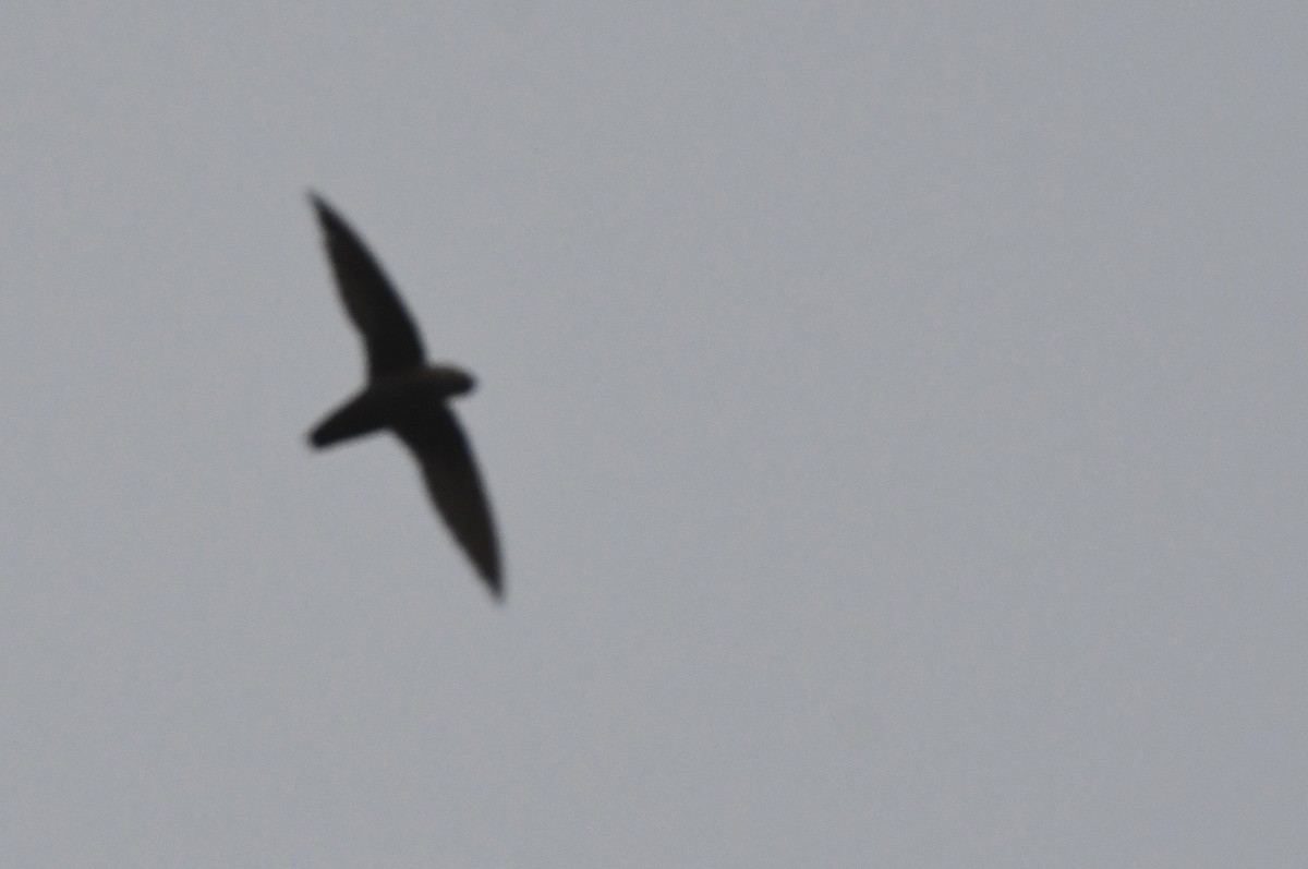 Chimney Swift - Kevin Smith