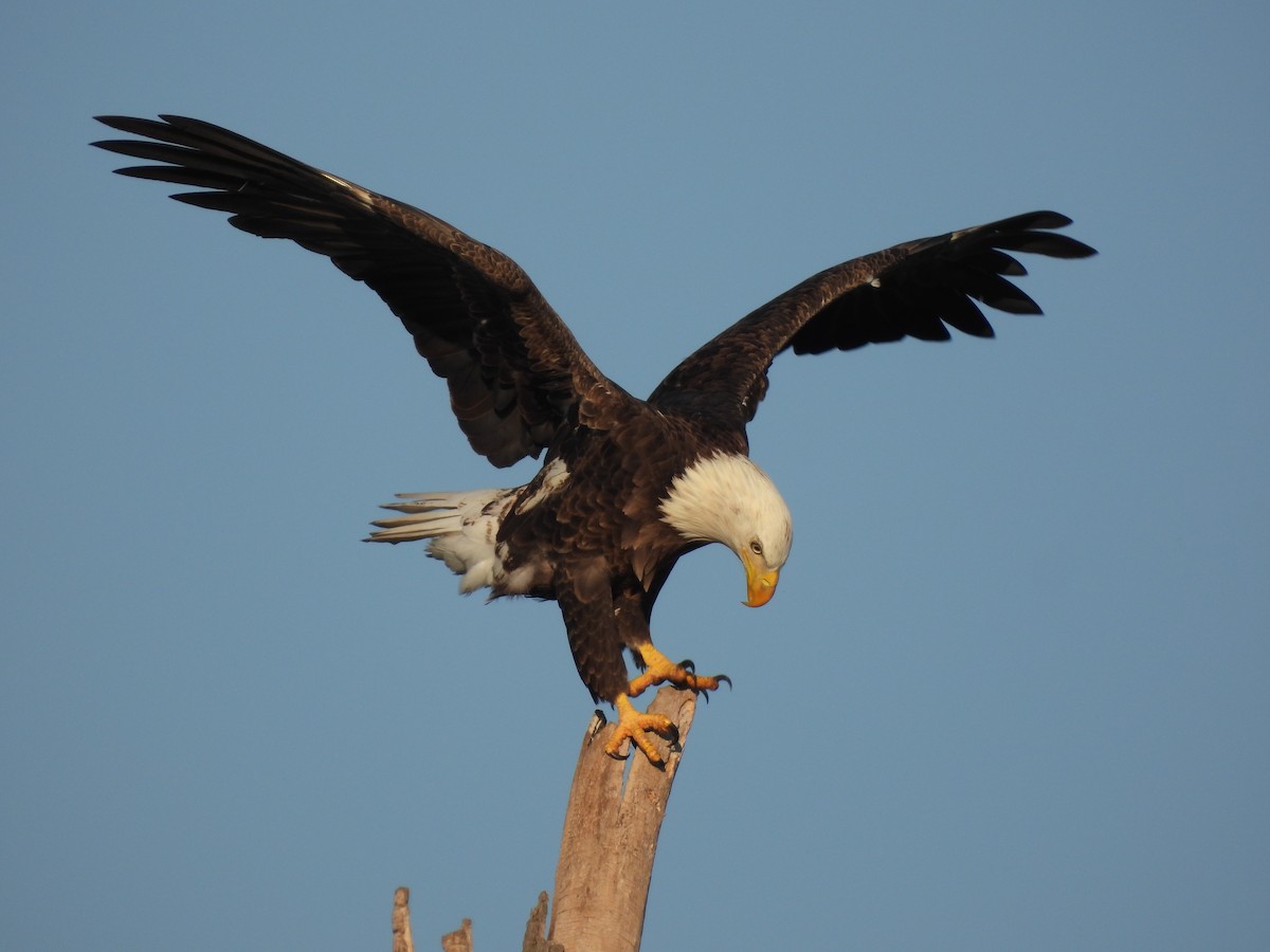 Bald Eagle - Brian Marra