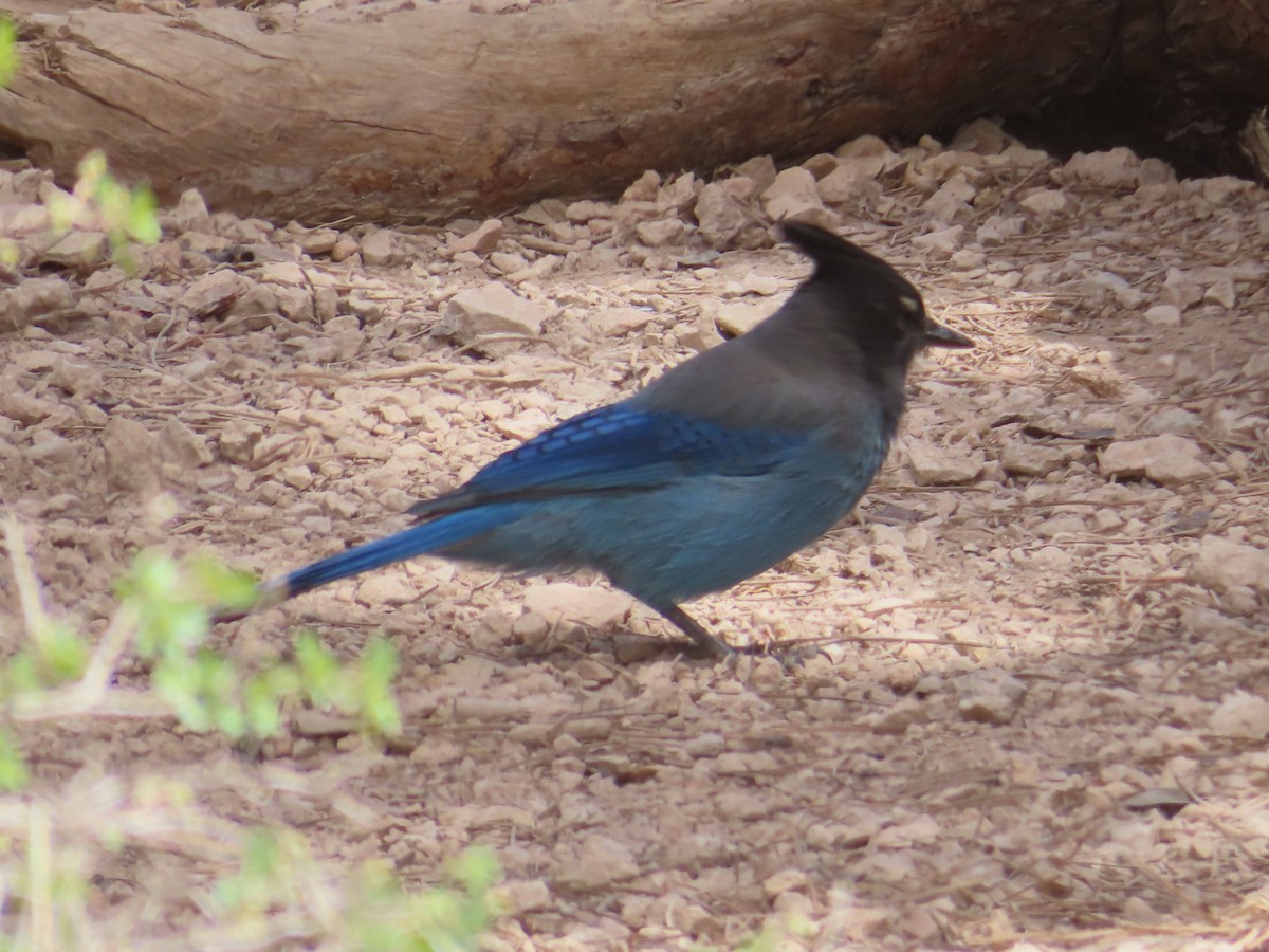 Steller's Jay - Ursula  Mitra