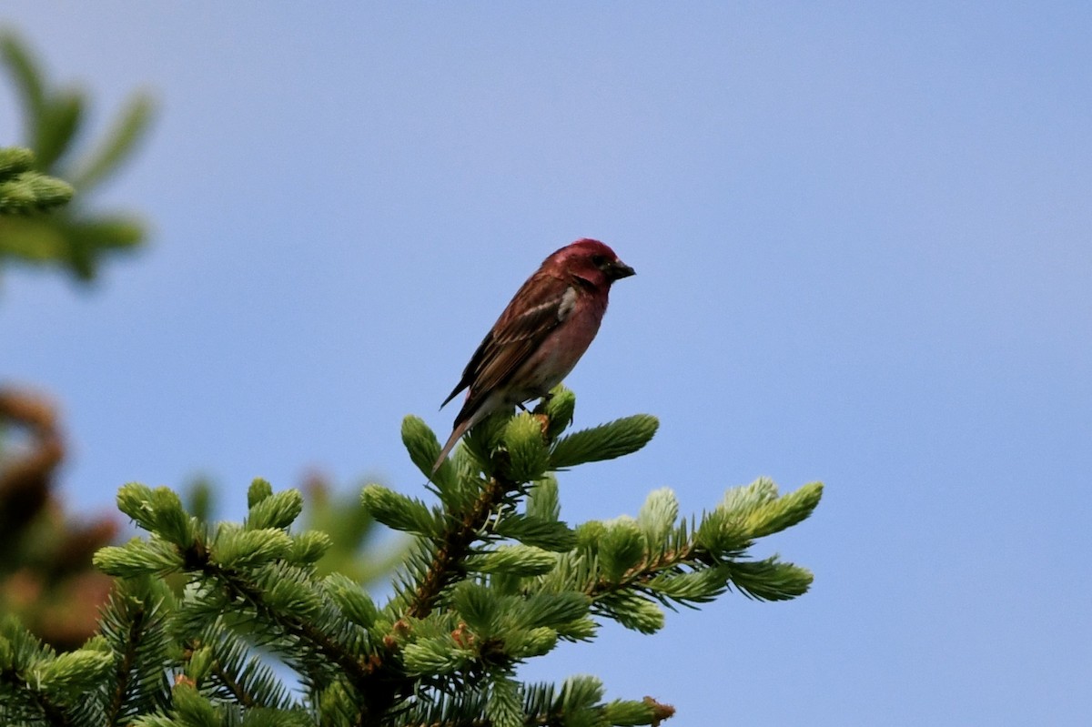 Purple Finch - ML619655446