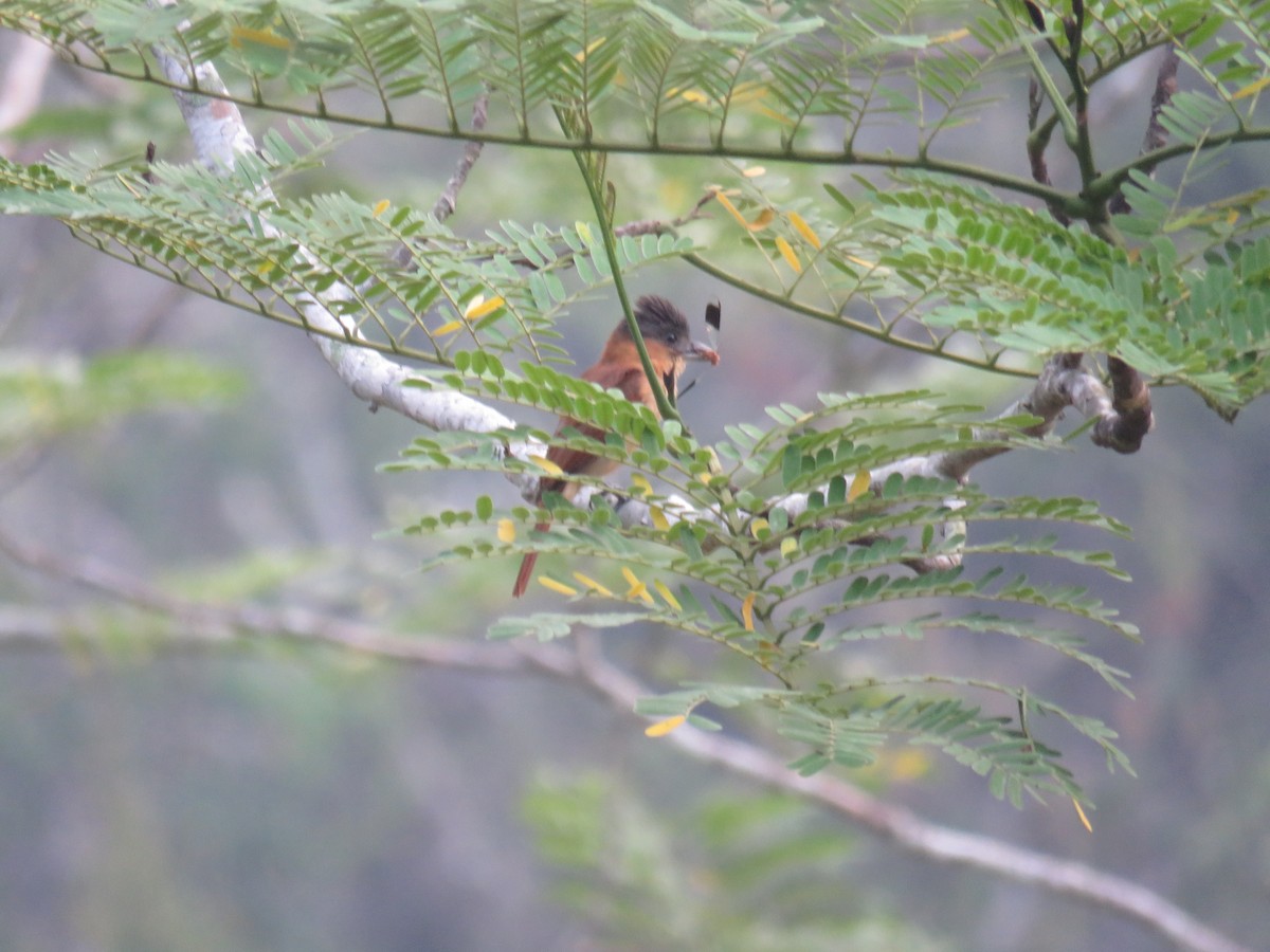 Rose-throated Becard - Sam Holcomb