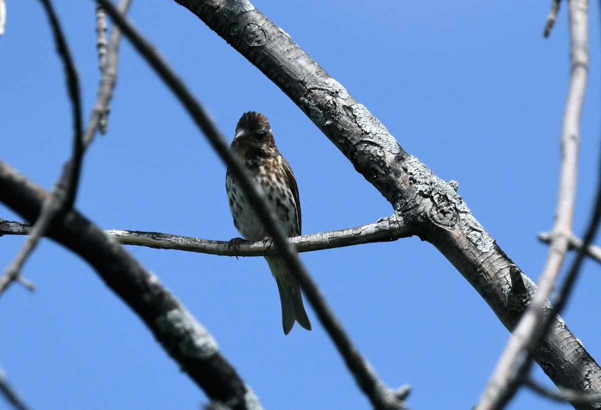 Purple Finch - jean pierre machet