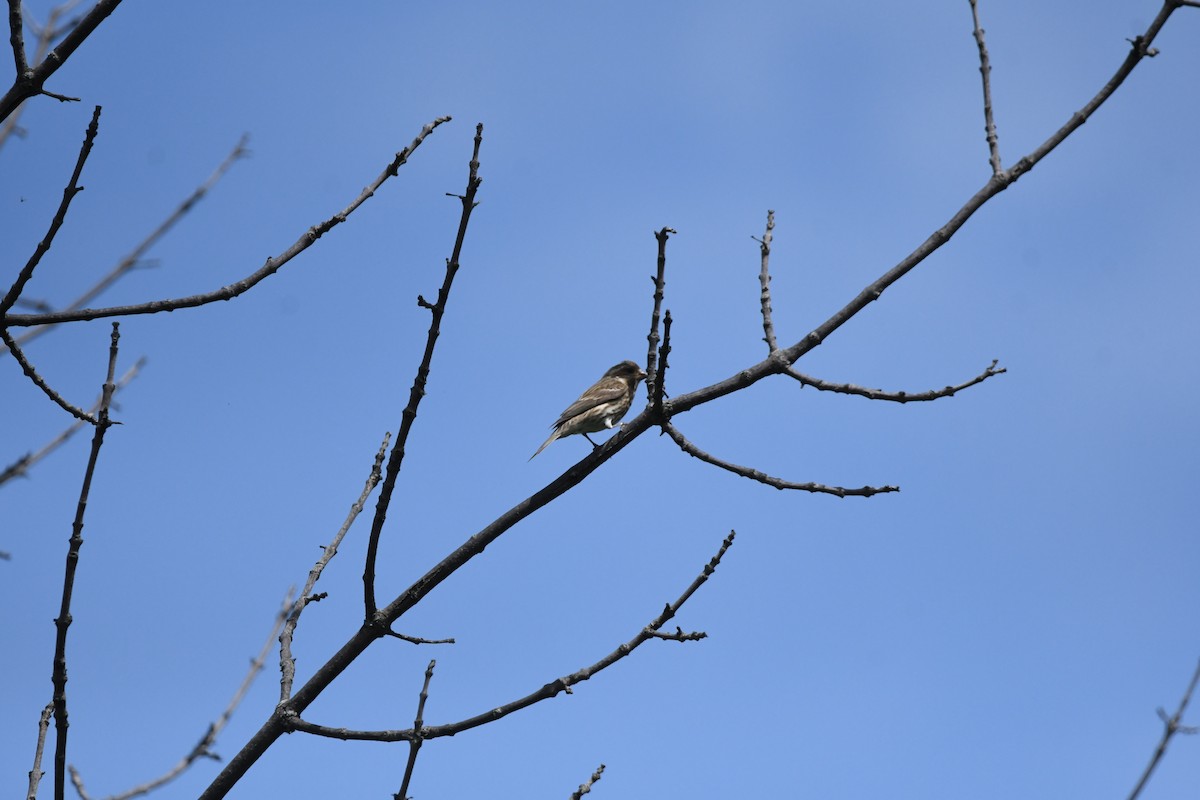 Purple Finch - ML619655449