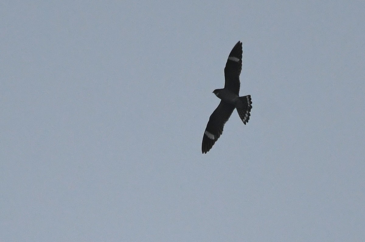 Common Nighthawk - Kevin Smith