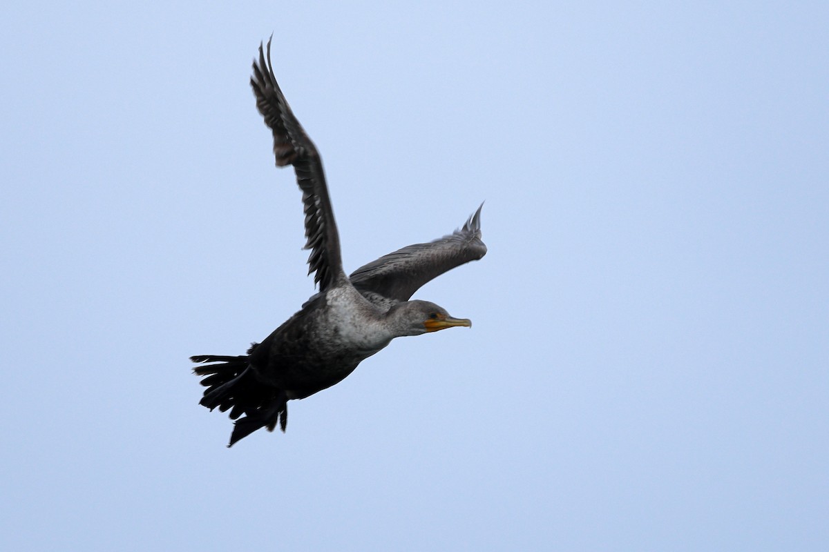 Double-crested Cormorant - Darcy Pinotti