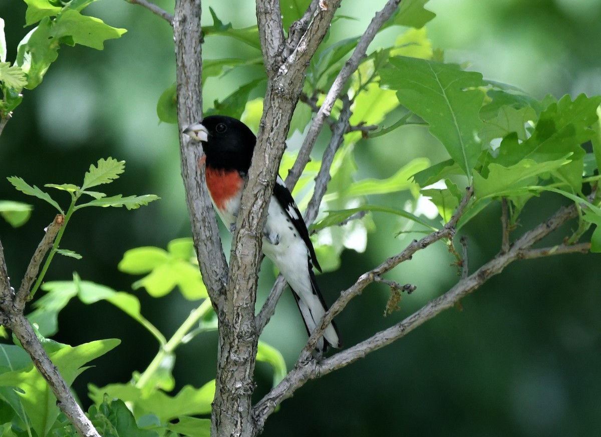 Rose-breasted Grosbeak - jean pierre machet