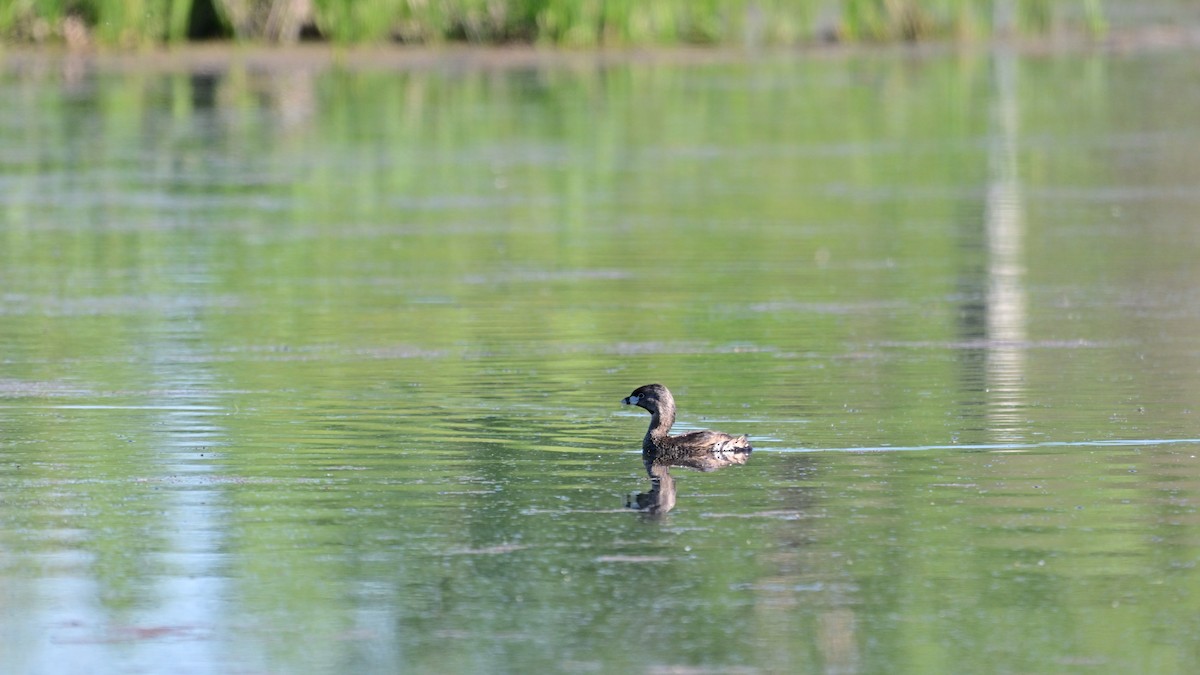 Pied-billed Grebe - ML619655465