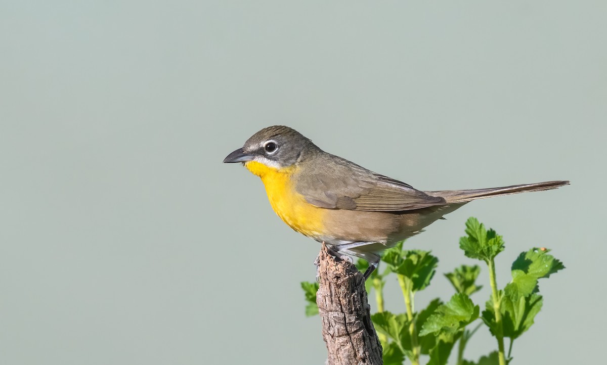 Yellow-breasted Chat - Jim Merritt