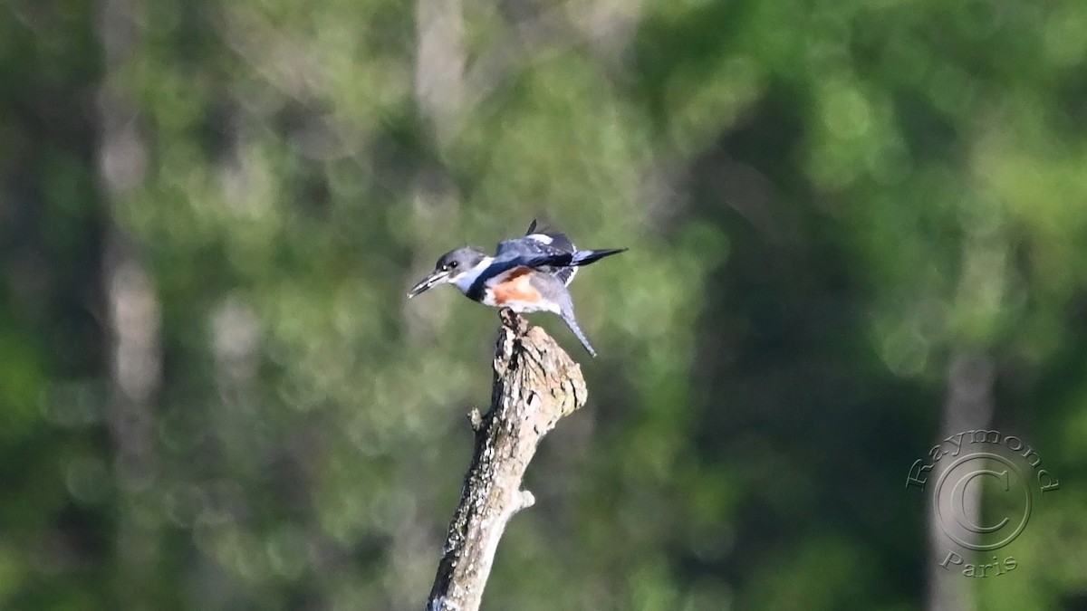 Belted Kingfisher - Raymond Paris