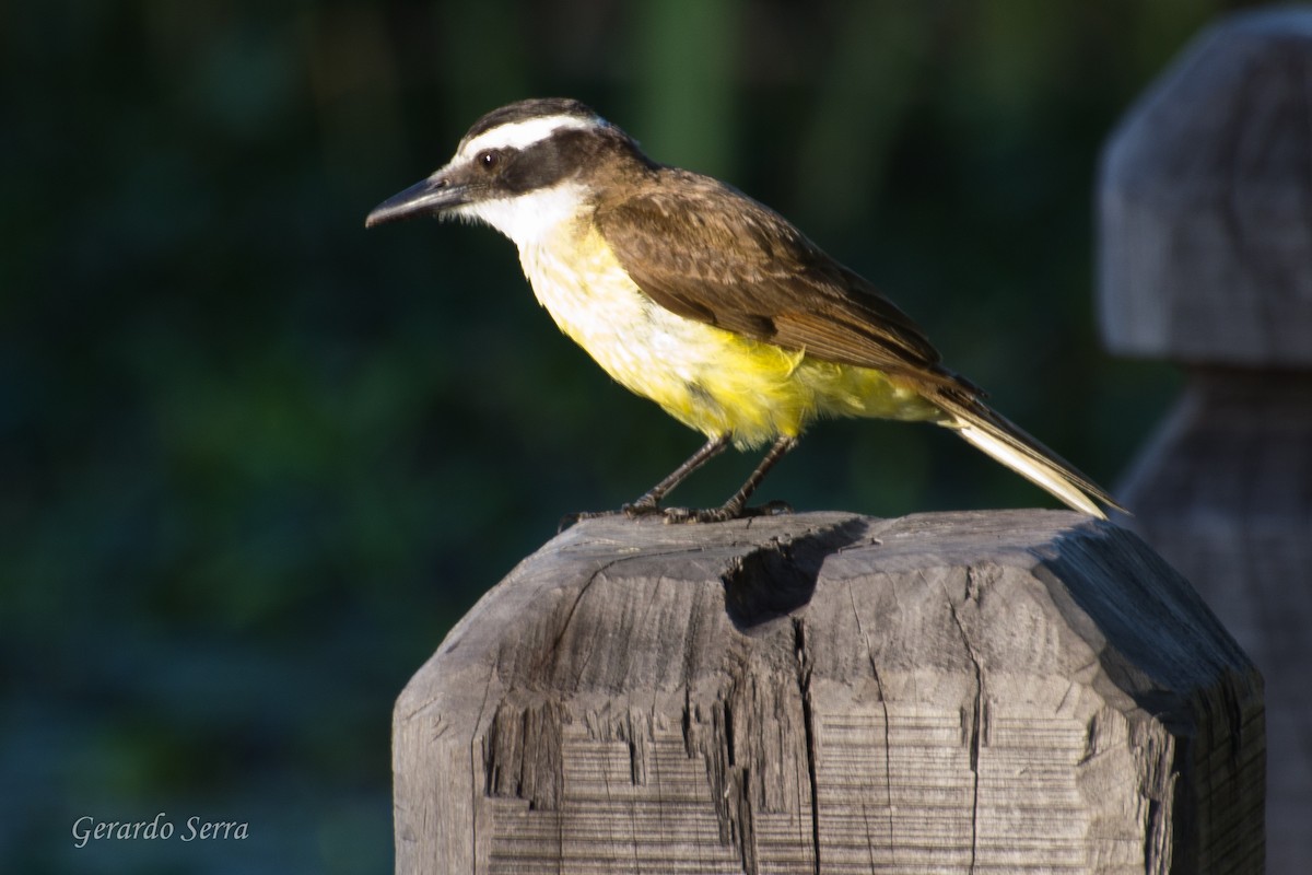 Great Kiskadee - Gerardo Serra