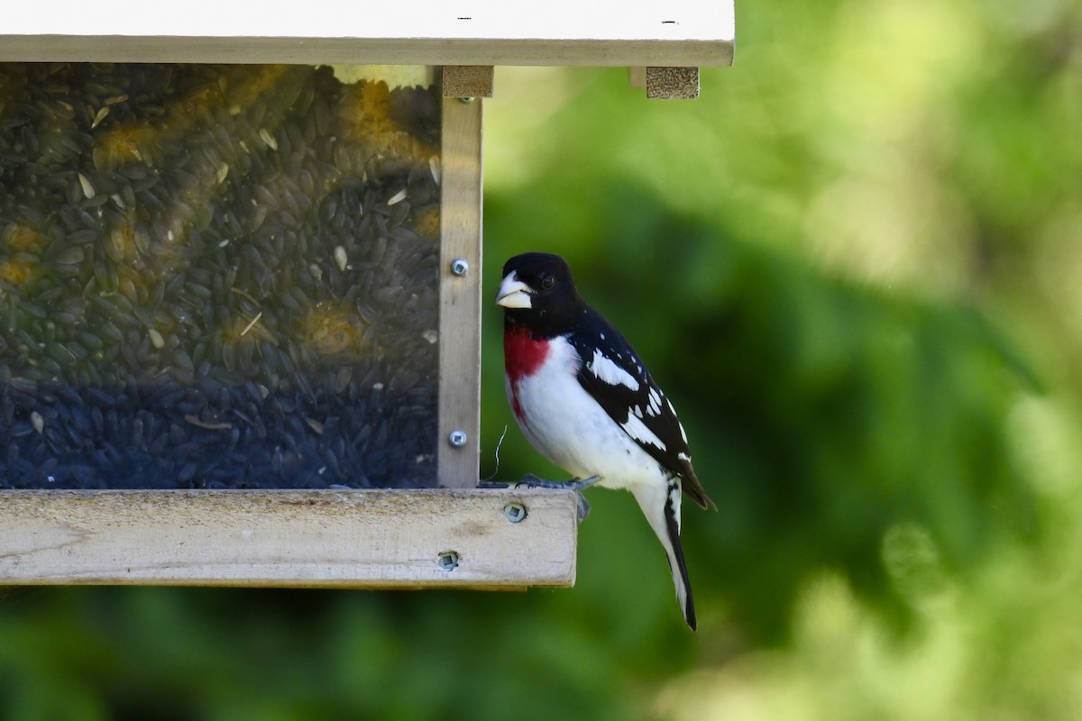 Rose-breasted Grosbeak - Christiane Hébert