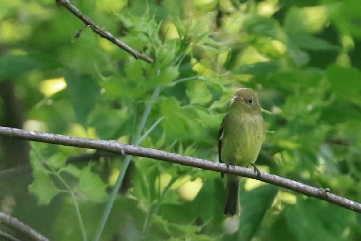 Yellow-bellied Flycatcher - Jennifer Allison